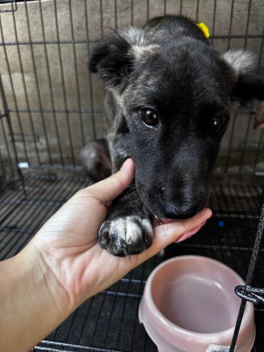 Bác sĩ nắm chân chú chó con lông đen để thăm khám