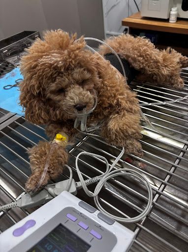 Chó Poodle đang được truyền dịch và theo dõi bằng máy monitor