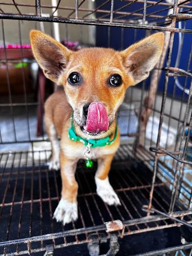 Chó con lông vàng thè lưỡi tinh nghịch tại phòng khám thú y Huỳnh Như