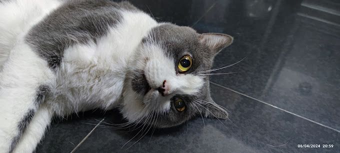 Mèo Anh lông ngắn xám trắng nằm thư giãn