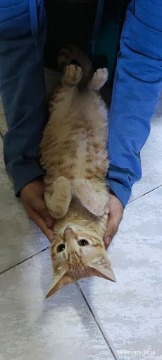 Mèo con lông cam được bế ngửa trên tay